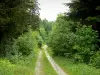 Forêt de la Joux - Sapinière : chemin forestier bordé d'arbres et notamment de sapins