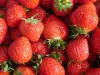 La fraise de Plougastel - Guide gastronomie, vacances & week-end dans le Finistère