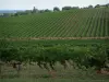 Gaillac vineyards