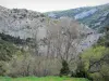 Galamus gorges - Limestone cliffs surrounded by trees; in the Fenouillèdes