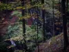 Gargantas del pont du Diable - Los árboles y los cantos rodados