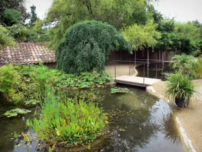 La pianta di bambù: esotica e scenica, ma poco adatta ai nostri giardini