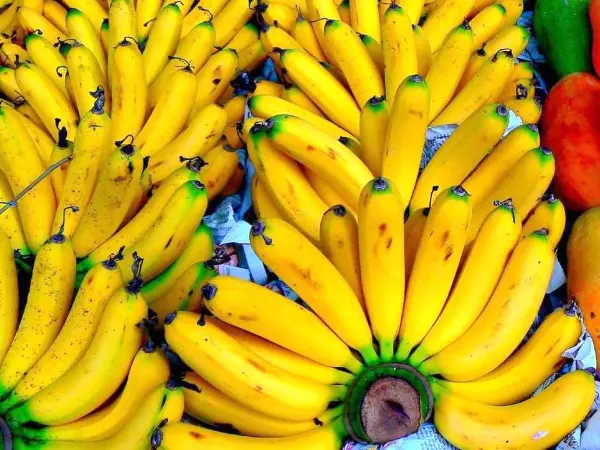 Guadeloupe and Martinique bananas - Gastronomy & Holidays guide