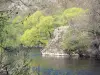Haute-Loire landscapes - Alagnon gorges: Alagnon river lined with trees