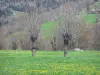 Haute-Loire landscapes - Trees in a flowering meadow