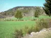 Haute-Loire landscapes - Tree lined pastures