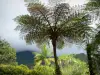 Hell-Bourg - Plants of the Creole garden of the Folio house, in the heart of the Salazie cirque