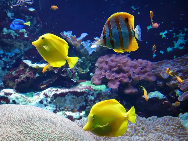 Signaal voeden verlamming Het Grote Aquarium van Saint-Malo - Gids Toerisme & Recreatie