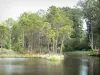 Hostens的部门领域 - Landes de Gascogne地区自然公园：自然区的湖泊，芦苇和松树林