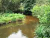 Huchet river - Huchet National Nature Reserve: waterways lined with vegetation