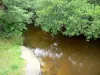 Huchet river - Huchet National Nature Reserve: trees along the water