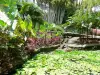 Jardín del Balata - Estanque japonés con lirios de agua y flora tropical jardín de flores