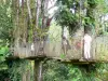Jardín del Balata - Dé un paseo por los árboles en puentes colgantes