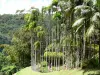 Jardín del Balata - Con vistas a los estanques palmas reales en una zona verde