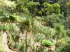 Jardín del Balata - Vista del jardín tropical de puentes colgantes en los árboles