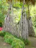 Jardín del Balata - Raíces aéreas Pandanus