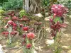 Jardín del Balata - Bromelias el jardín botánico