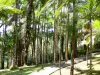 Jardín del Balata - Caminar entre las palmeras