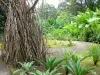 Jardín del Balata - Paseo en el jardín tropical