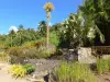 Jardín botánico de Carbet - Hacienda Latouche - Los restos de la planta de añil y el jardín botánico