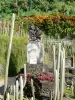 Jardín botánico de Carbet - Hacienda Latouche - Manioquerie y cactus