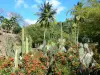 Jardin botanique du Carbet - Habitation Latouche - Cacti of the botanical garden