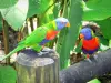 Jardin botanique de Deshaies - Loriquets (petits perroquets) du jardin de Deshaies ; sur l'île de la Basse-Terre