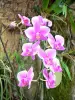 Jardin botanique de Deshaies - Orchidée en fleurs