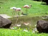 Jardin botanique de Deshaies - Bassin des flamants roses