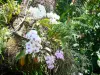 Jardin botanique de Deshaies - Orchidées en fleurs