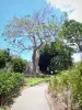Jardin botanique de Deshaies - Promenade au coeur de l'arboretum