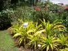 Jardin botanique de Deshaies - Végétaux du parc floral
