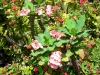 Jardin botanique de Deshaies - Épines du Christ en fleurs