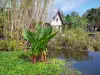 Jardin botanique de la Réunion - Estanque con nenúfares y plantas del campo; en el municipio de Saint-Leu