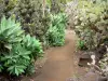 Jardin botanique de la Réunion - Fat Cactus y plantas suculentas de la colección