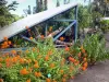 Jardin botanique de la Réunion - Planta con flores