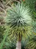 Jardin botanique de la Réunion - Colección de plantas suculentas cactus