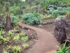 Jardin botanique de la Réunion - Suculenta colección de cactus