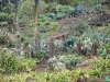Jardin botanique de la Réunion - Fat Cactus y plantas suculentas de la colección