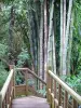 Jardin botanique de la Réunion - Colección Bamboo Barranco