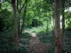 Jean-Moulin Departmental Park - Les Guilands - Trail lined with trees and vegetation