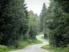 Joux forest - Fir plantation: road lined with trees and spruces