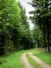 Joux forest - Fir plantation: forested road lined with trees and spruces