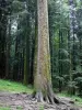 Joux forest - Fir plantation: trunk of the President spruce in foreground