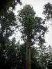 Joux forest - Fir plantation: President spruce in foreground