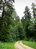 Joux forest - Fir plantation: forested road lined with trees and spruces