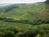 Jura vineyards