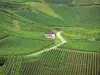 The Jura vineyards - Gastronomy, holidays & weekends guide in the Jura