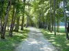 Kasteel van Ancy-le-Franc - Park van het kasteel: pad omzoomd met bomen