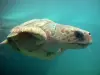 Kélonia, observatoire des tortues marines - Guide tourisme, vacances & week-end à la Réunion